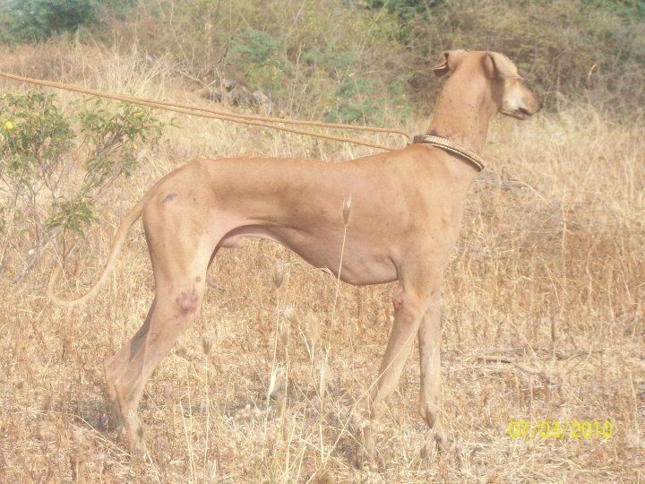 What Does a Fast Chippiparai and Kanni Dog Look Like?  