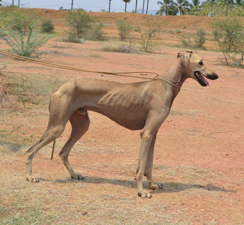What Makes Chippiparai and Kanni Dogs So Fast?