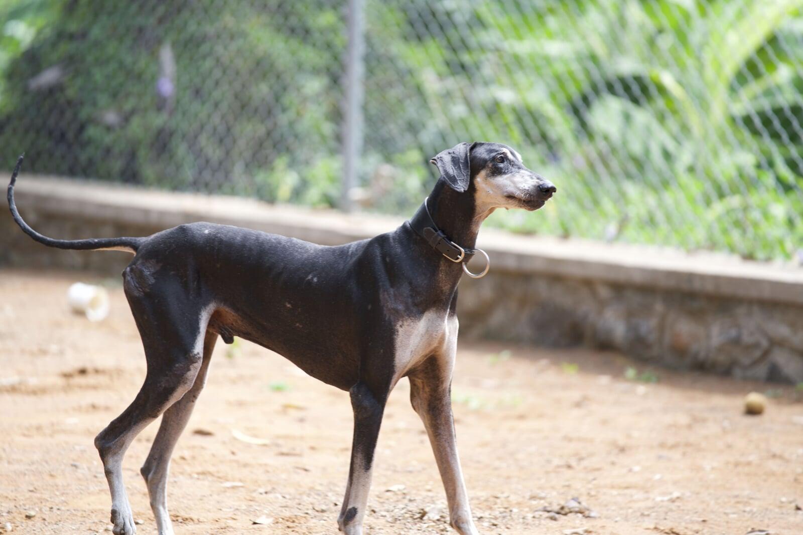 Responsible Breeding