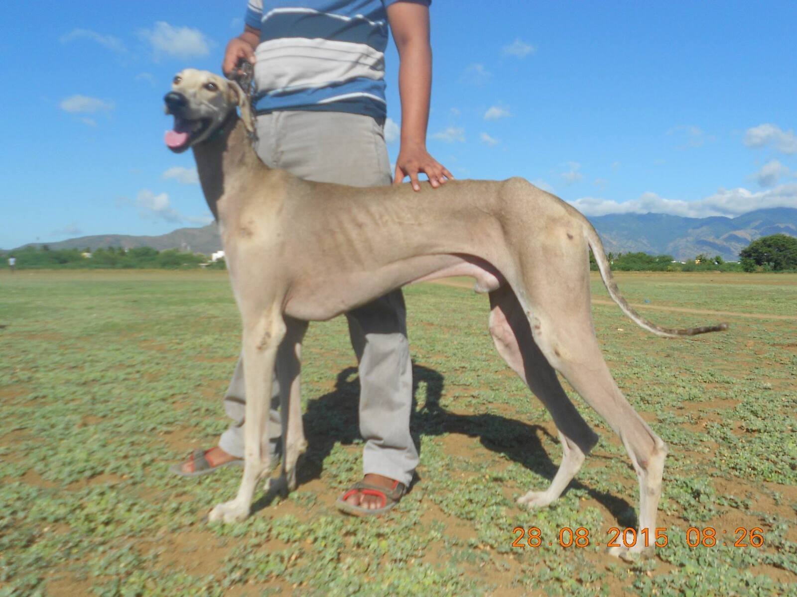 A Breed Standard of The Chippiparai